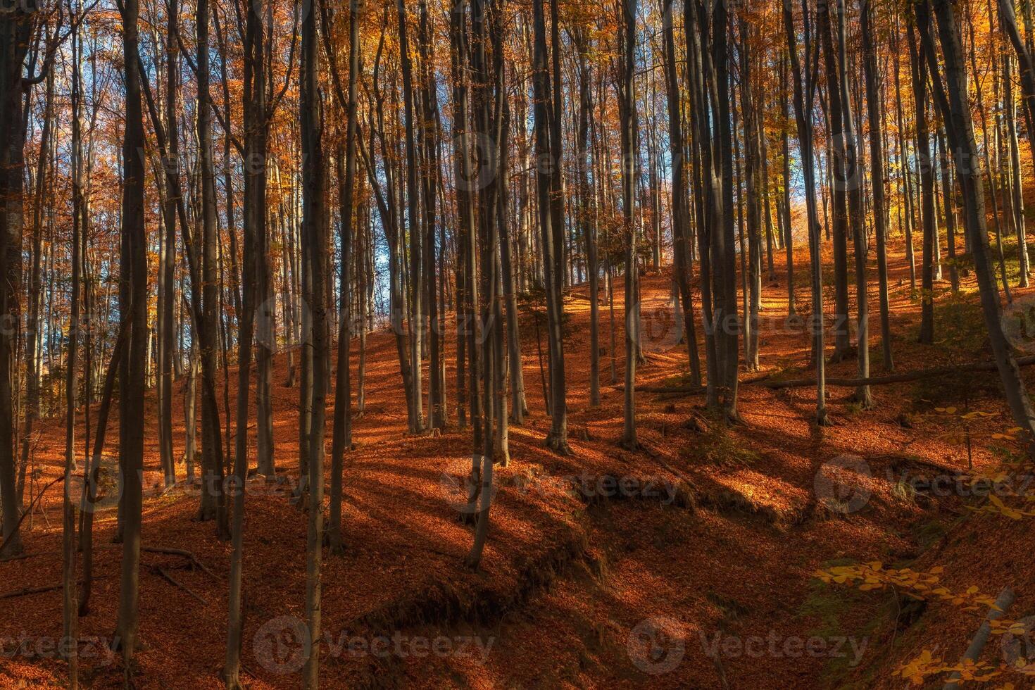 Mountain bright autumn forest photo