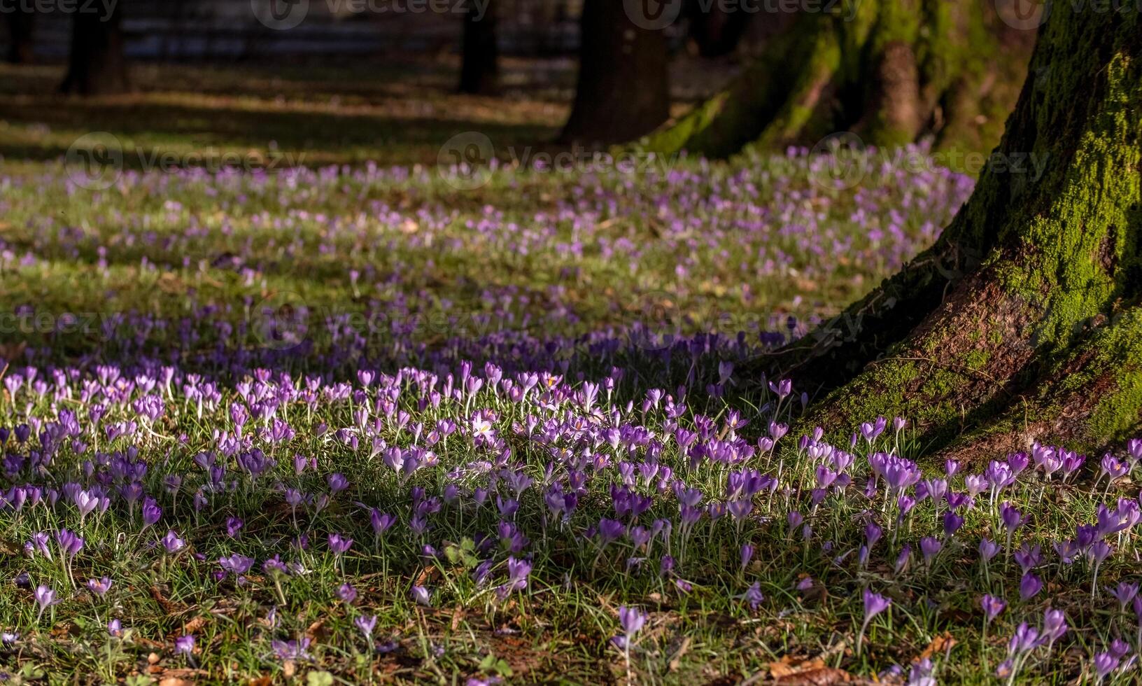 Crocuses between trees on meadow photo