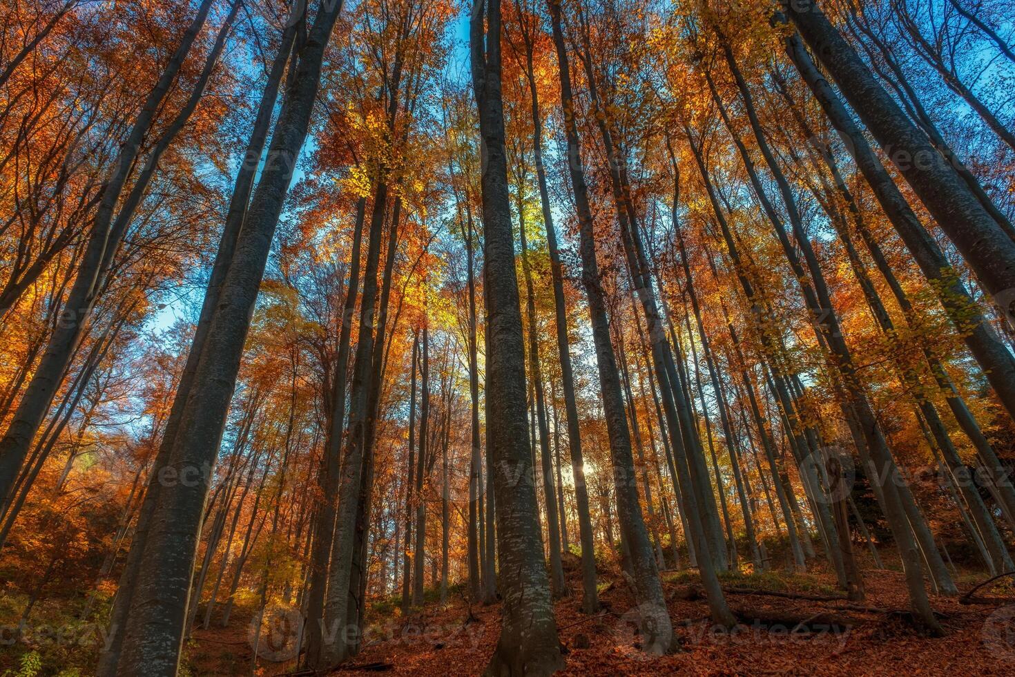Mountain bright autumn forest photo