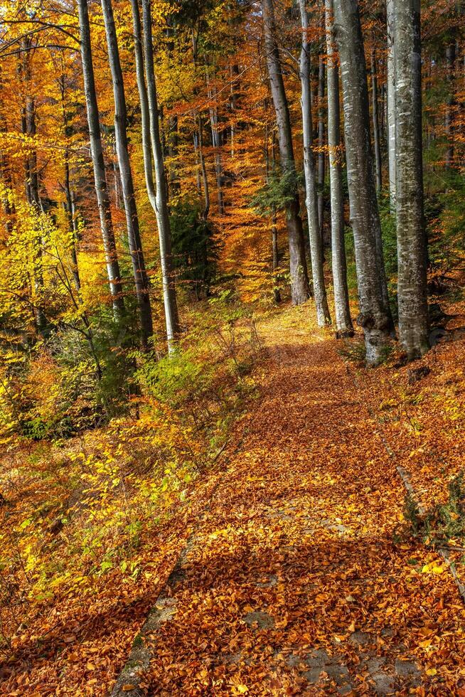 Autumn park with path and leaves photo