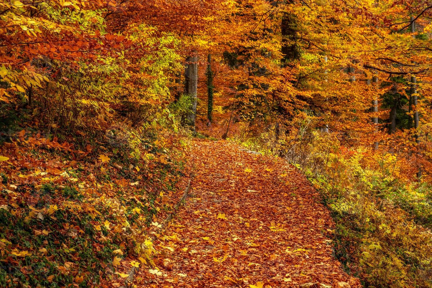 Autumn park with path and leaves photo