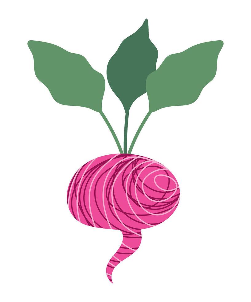 Radish with texture. Stylized vegetable. Isolated illustration for your design vector