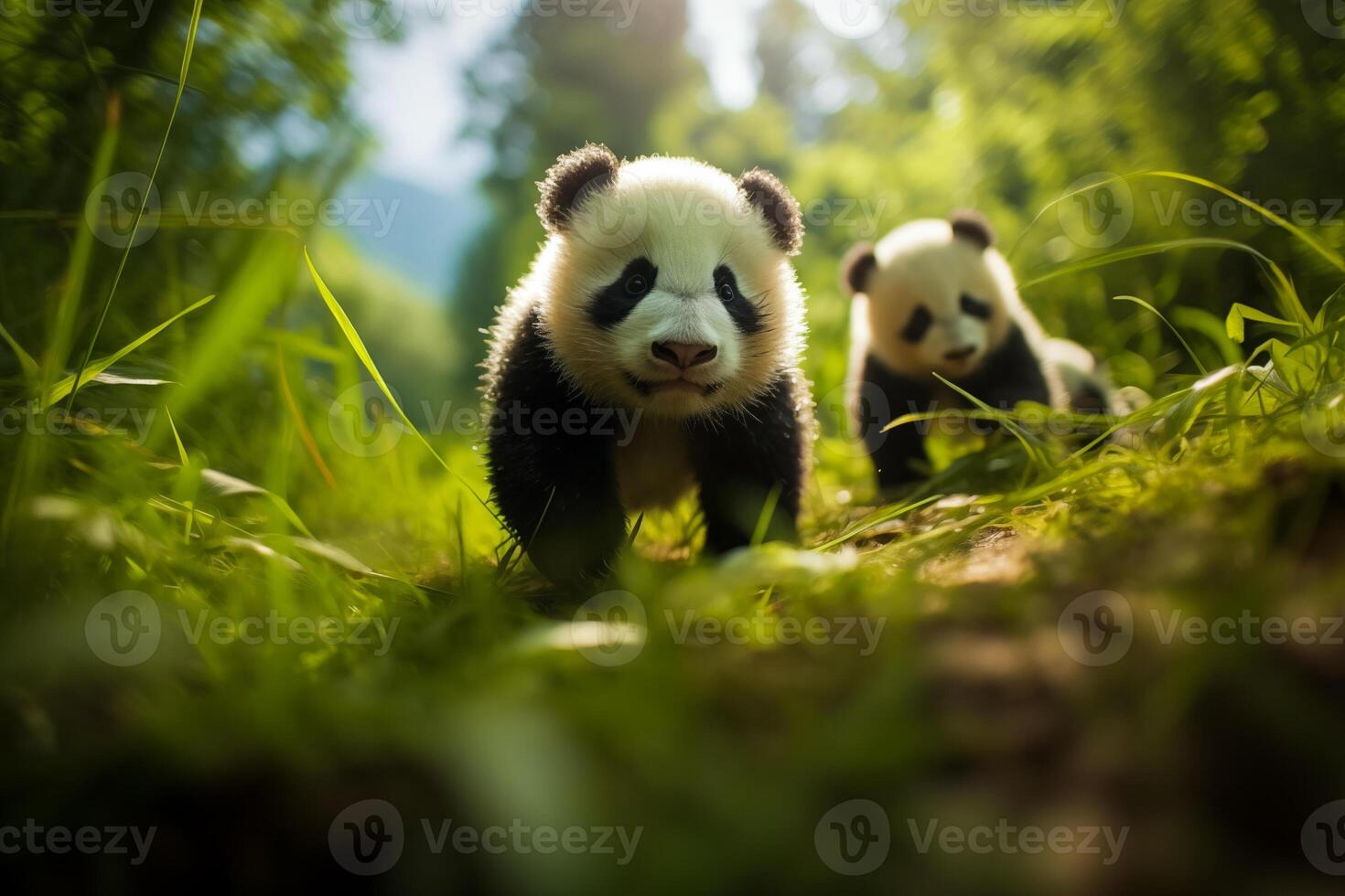 Adorable Panda Cubs in a Bamboo Grove photo