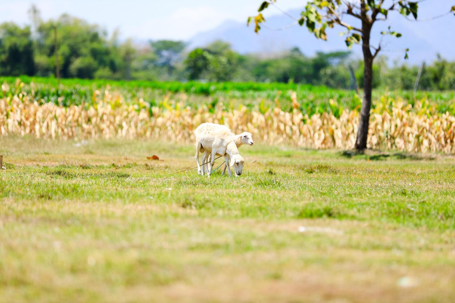 White goat with horns, looking directly, with green grass in the background. Wildlife, animals, goat for sacrifice day photo