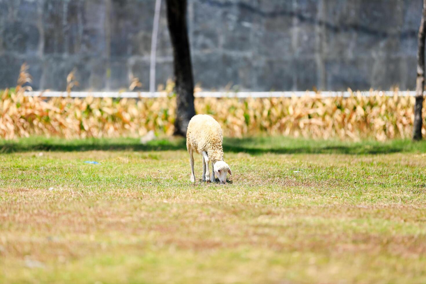 White goat with horns, looking directly, with green grass in the background. Wildlife, animals, goat for sacrifice day photo