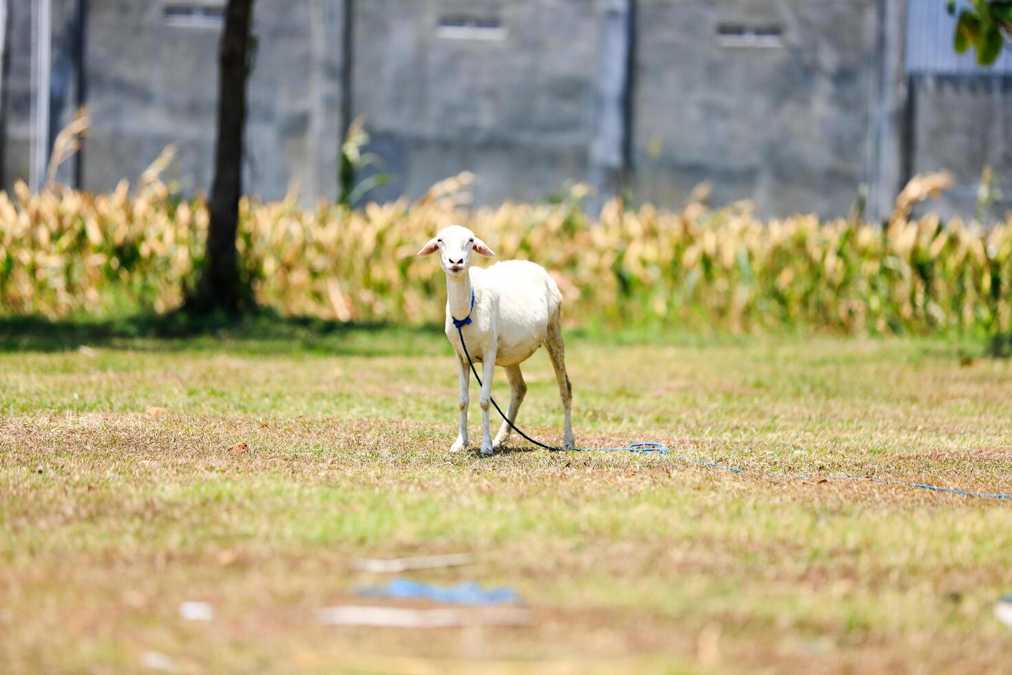 White goat with horns, looking directly, with green grass in the background. Wildlife, animals, goat for sacrifice day photo