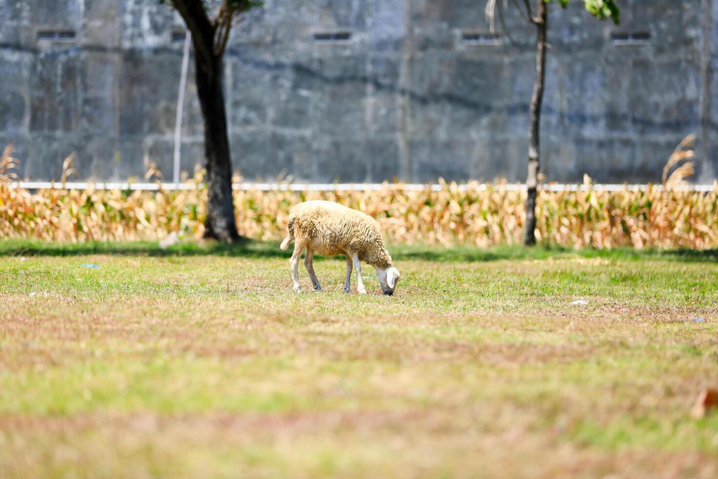 White goat with horns, looking directly, with green grass in the background. Wildlife, animals, goat for sacrifice day photo