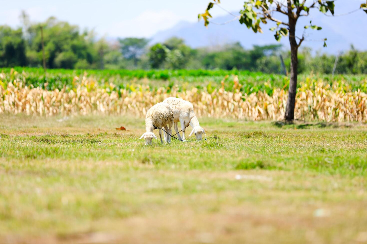 White goat with horns, looking directly, with green grass in the background. Wildlife, animals, goat for sacrifice day photo