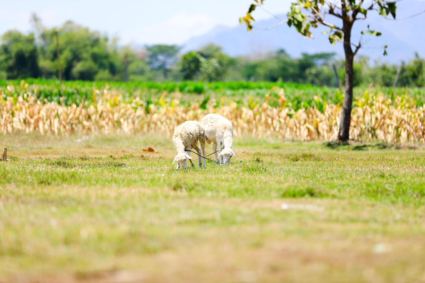 White goat with horns, looking directly, with green grass in the background. Wildlife, animals, goat for sacrifice day photo