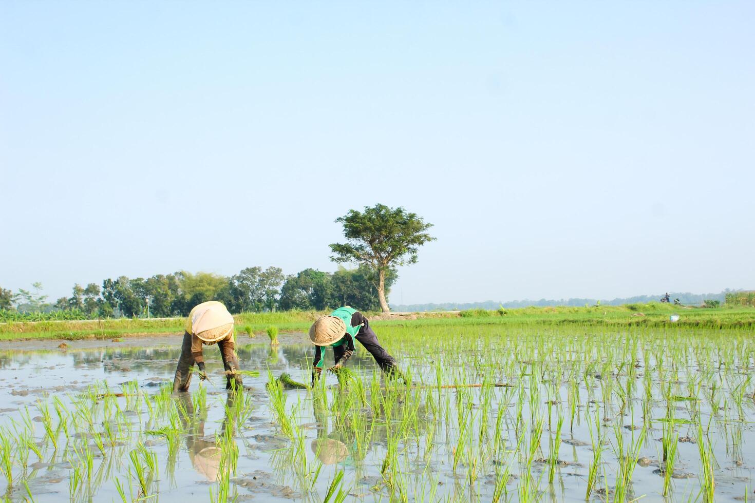 2 farmers are planting rice in the traditional way without using machines and wearing traditional hats made from woven bamboo in the morning photo