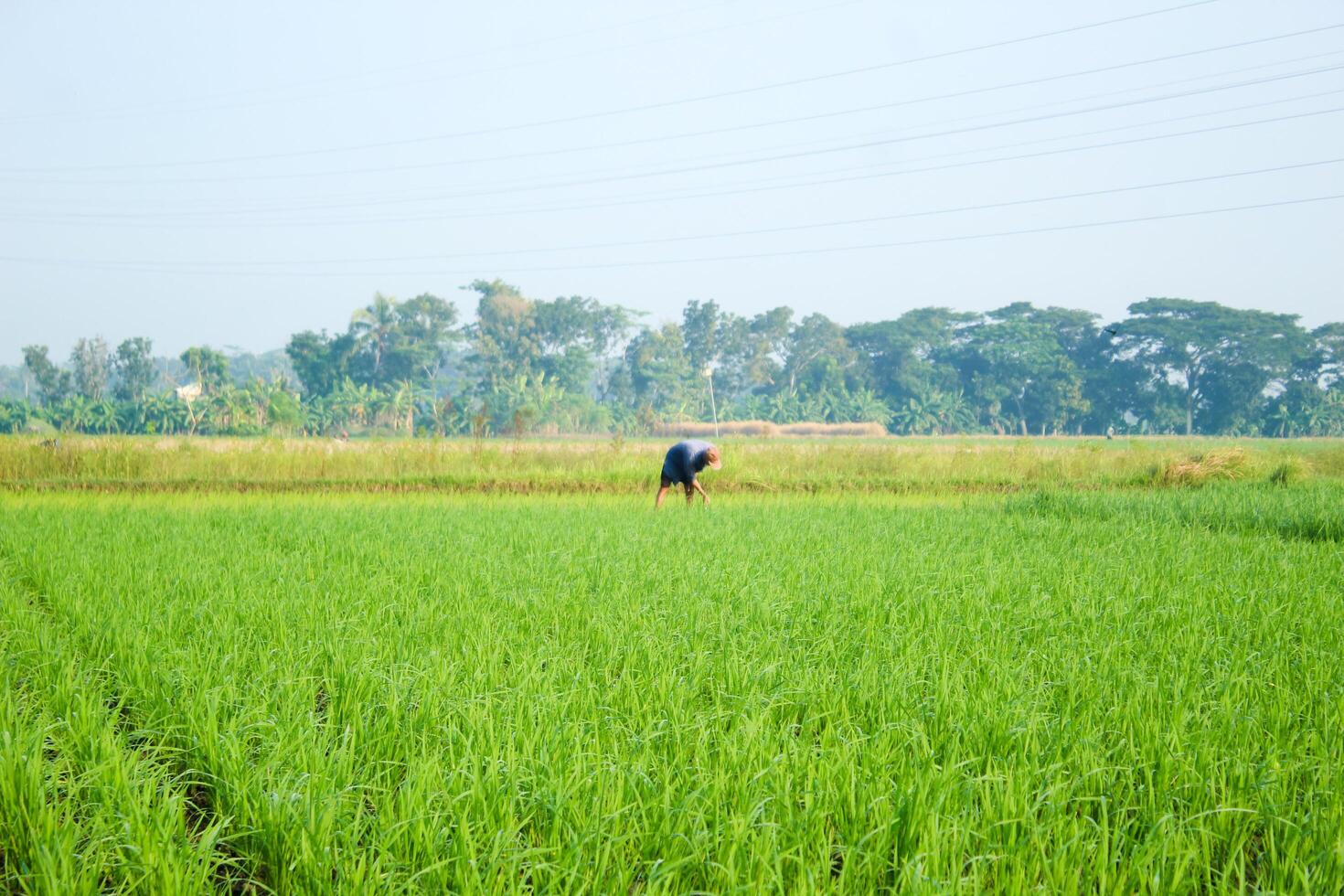 a farmer is planting rice in the traditional way without using machines and wearing traditional hats made from woven bamboo in the morning photo