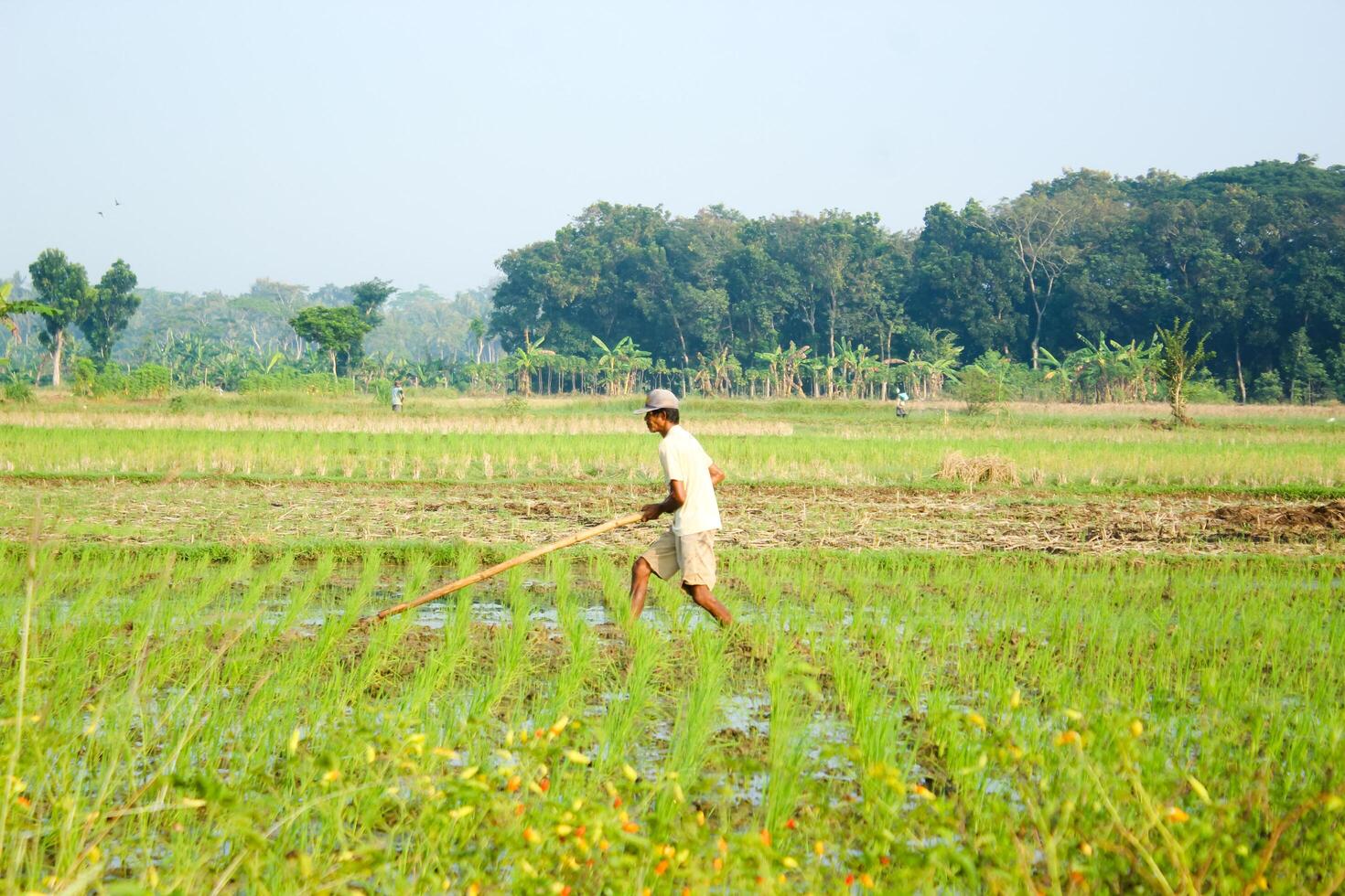 a farmer is planting rice in the traditional way without using machines and wearing traditional hats made from woven bamboo in the morning photo