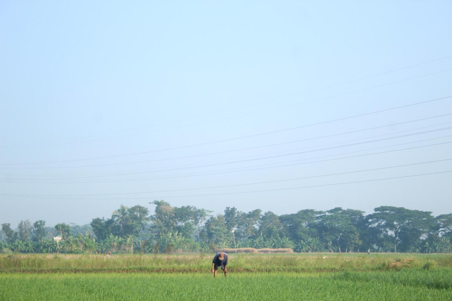 a farmer is planting rice in the traditional way without using machines and wearing traditional hats made from woven bamboo in the morning photo
