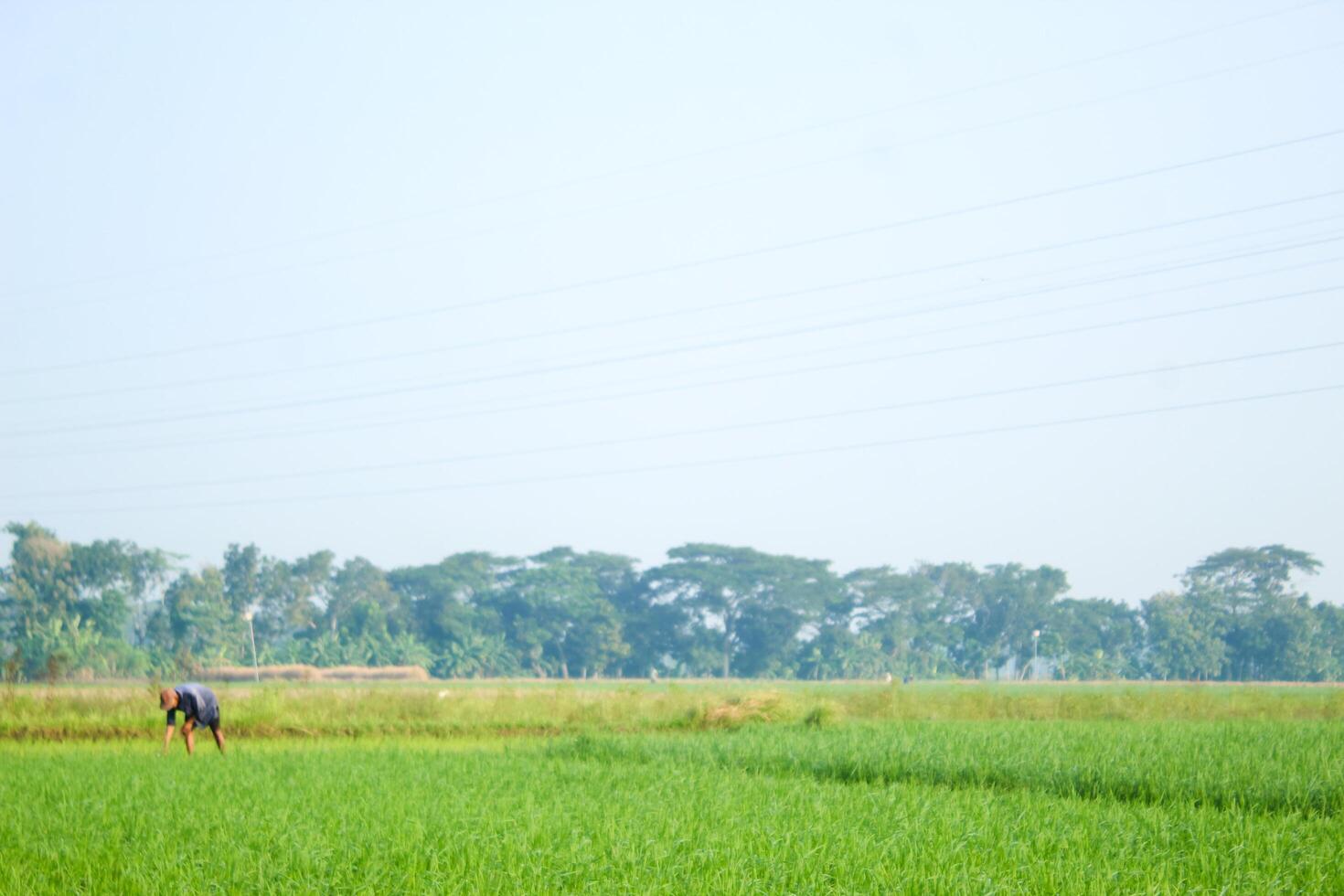 a farmer is planting rice in the traditional way without using machines and wearing traditional hats made from woven bamboo in the morning photo