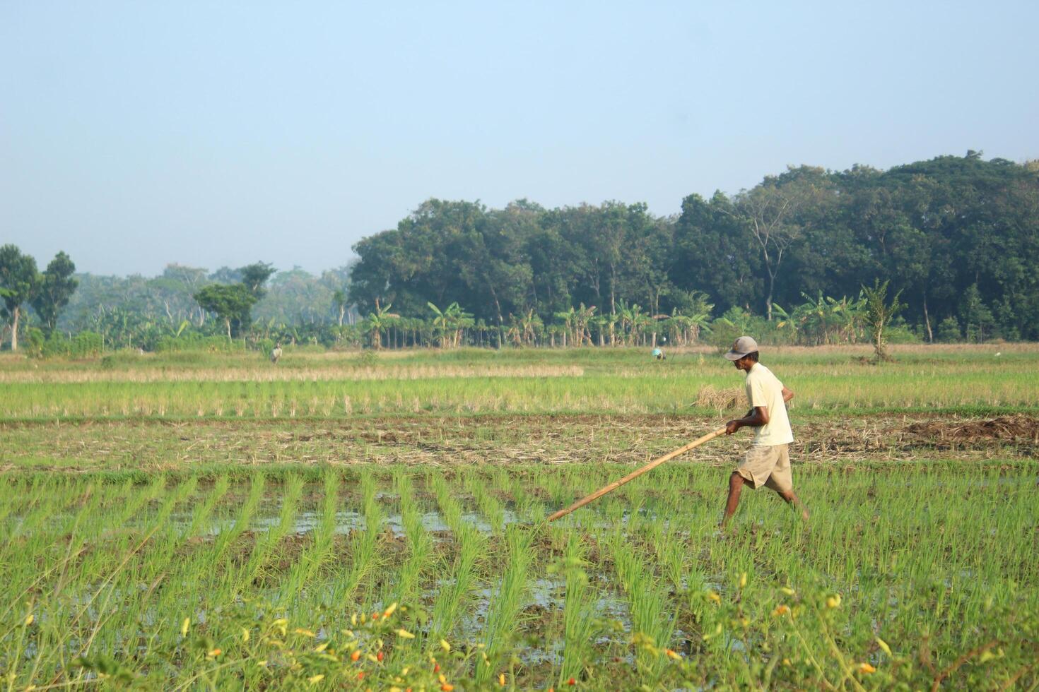 a farmer is planting rice in the traditional way without using machines and wearing traditional hats made from woven bamboo in the morning photo