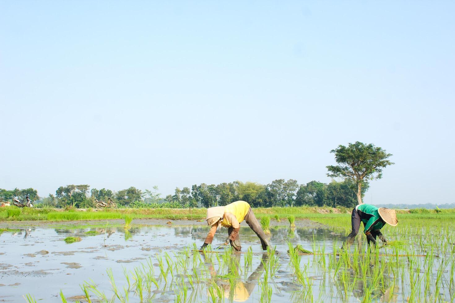 2 farmers are planting rice in the traditional way without using machines and wearing traditional hats made from woven bamboo in the morning photo