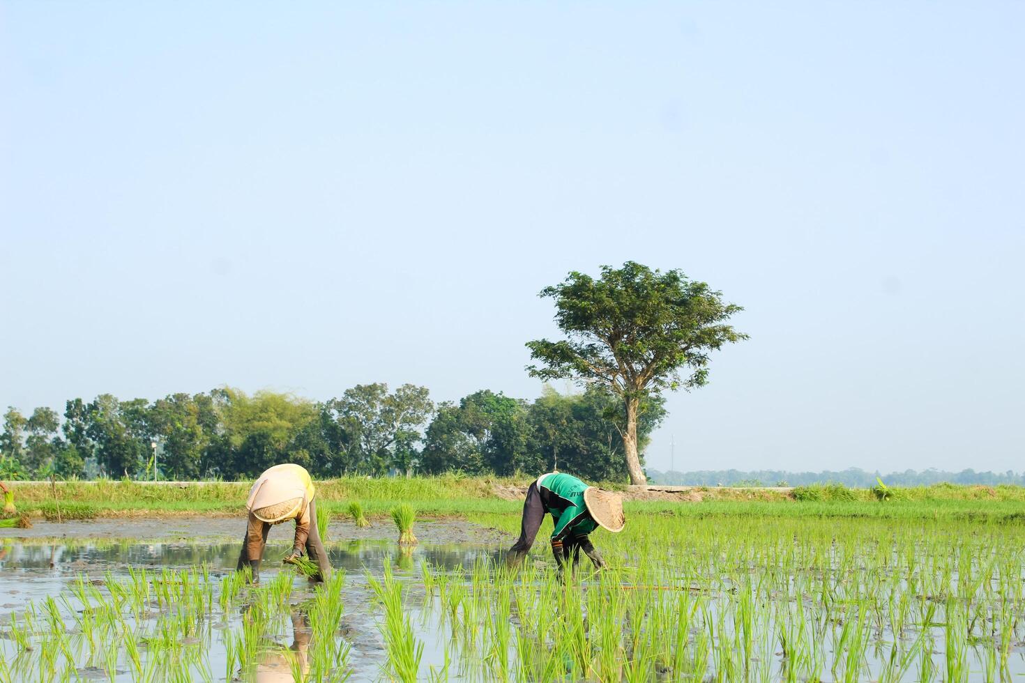 2 farmers are planting rice in the traditional way without using machines and wearing traditional hats made from woven bamboo in the morning photo