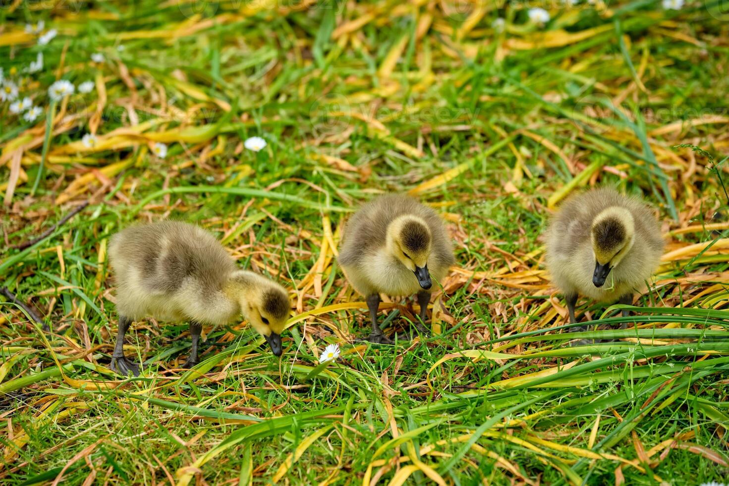 Canada goose goslings photo