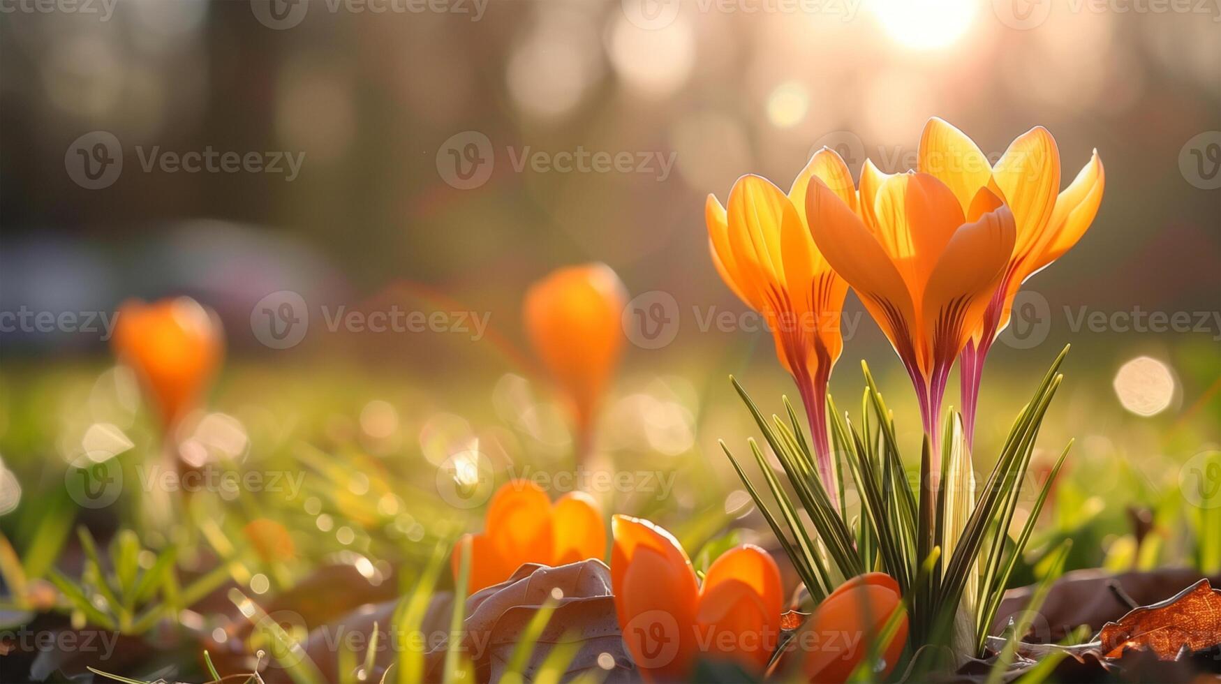 Spring flowers, nature background. Orange crocuses blooming at spring meadow. Banner with copy space. photo