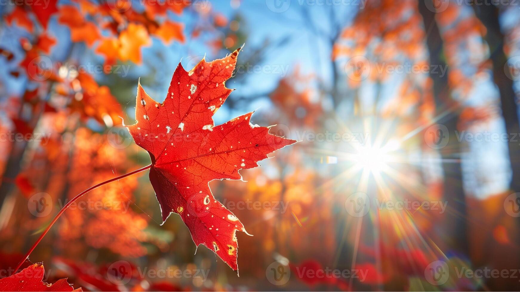 Autumn background. Red maple leaves in autumnal forest on sunny day. photo