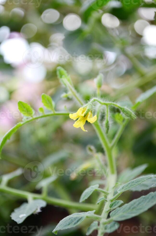 User Photo of yellow flowers that have not yet bloomed