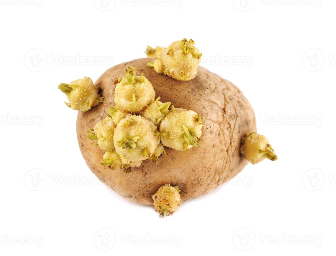 A potato with sprouts growing out of it on a white background photo