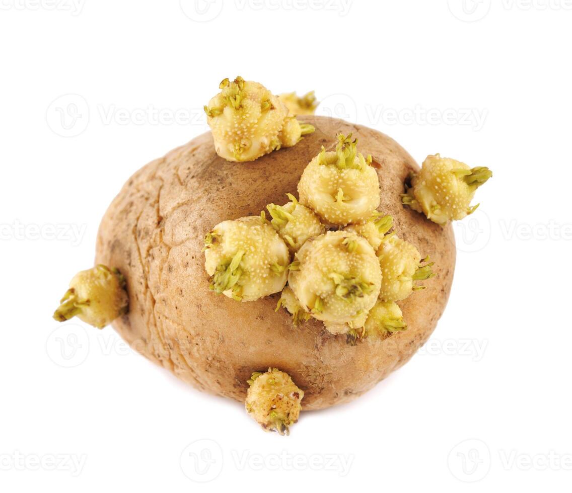 Sprouting potato on white surface, valuable vegetable for cuisine superfood photo