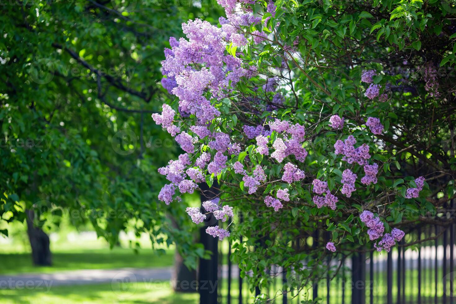 a beautiful bush of blooming lilac growing over an iron fence in the park photo