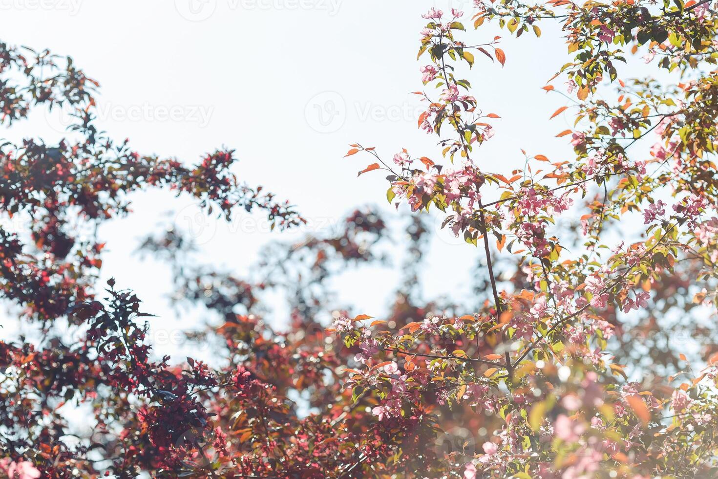 flowering branches of pink cherry in the garden against the sky. photo