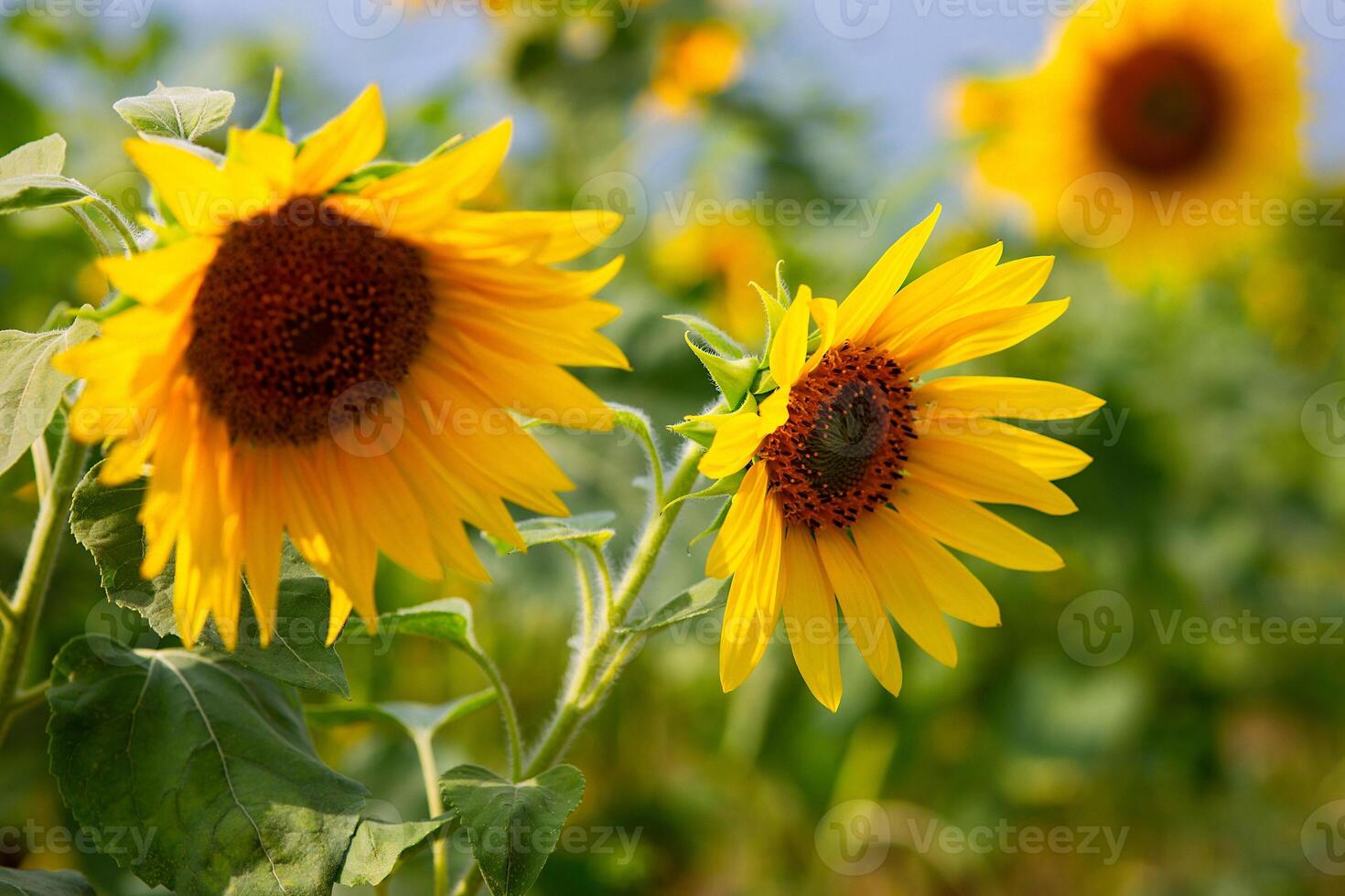Beautiful decorative sunflowers, in the sunlight in garden photo