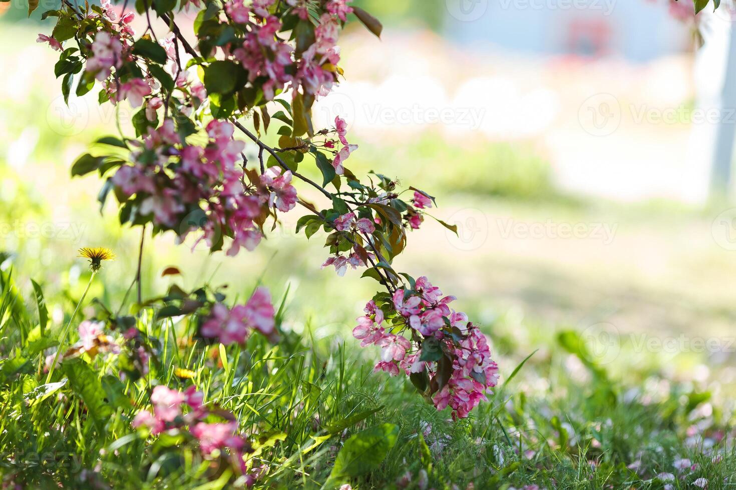 Blooming branch of pink cherry tree over green grass in sunlight in the garden. photo