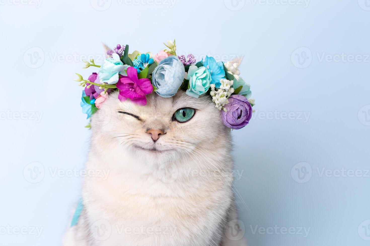 Funny white cat with a flower wreath on his head, winking, sitting on a blue background and looking at the camera photo