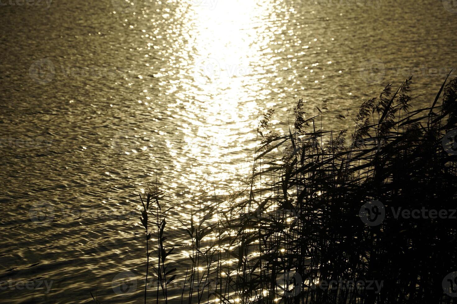 Reeds on lake shore and sun reflecting in water photo