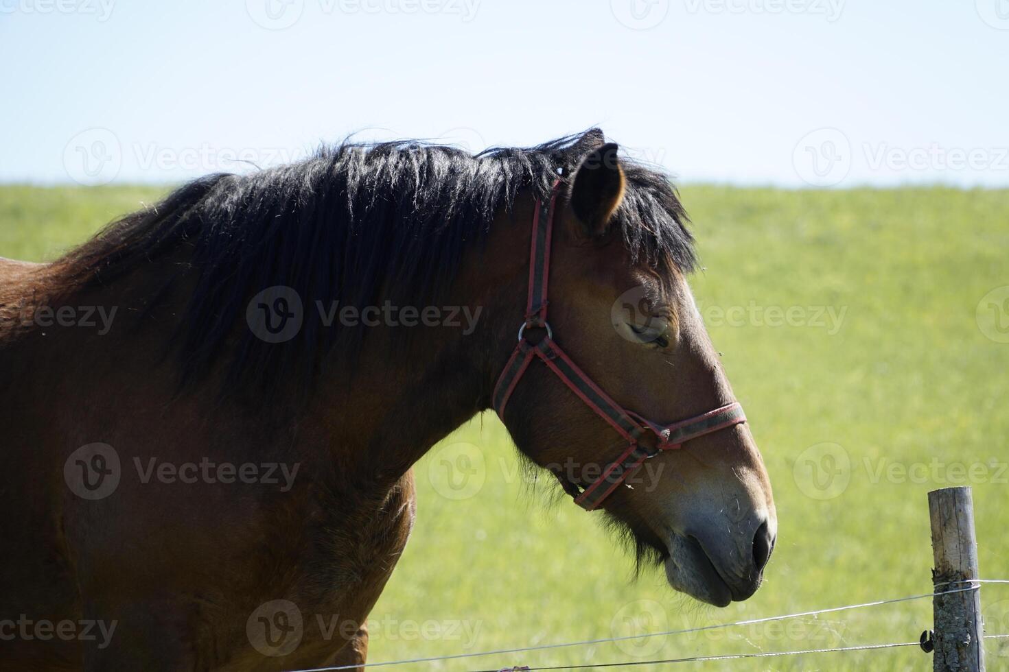 Horse - Close-up on Head - Side View photo