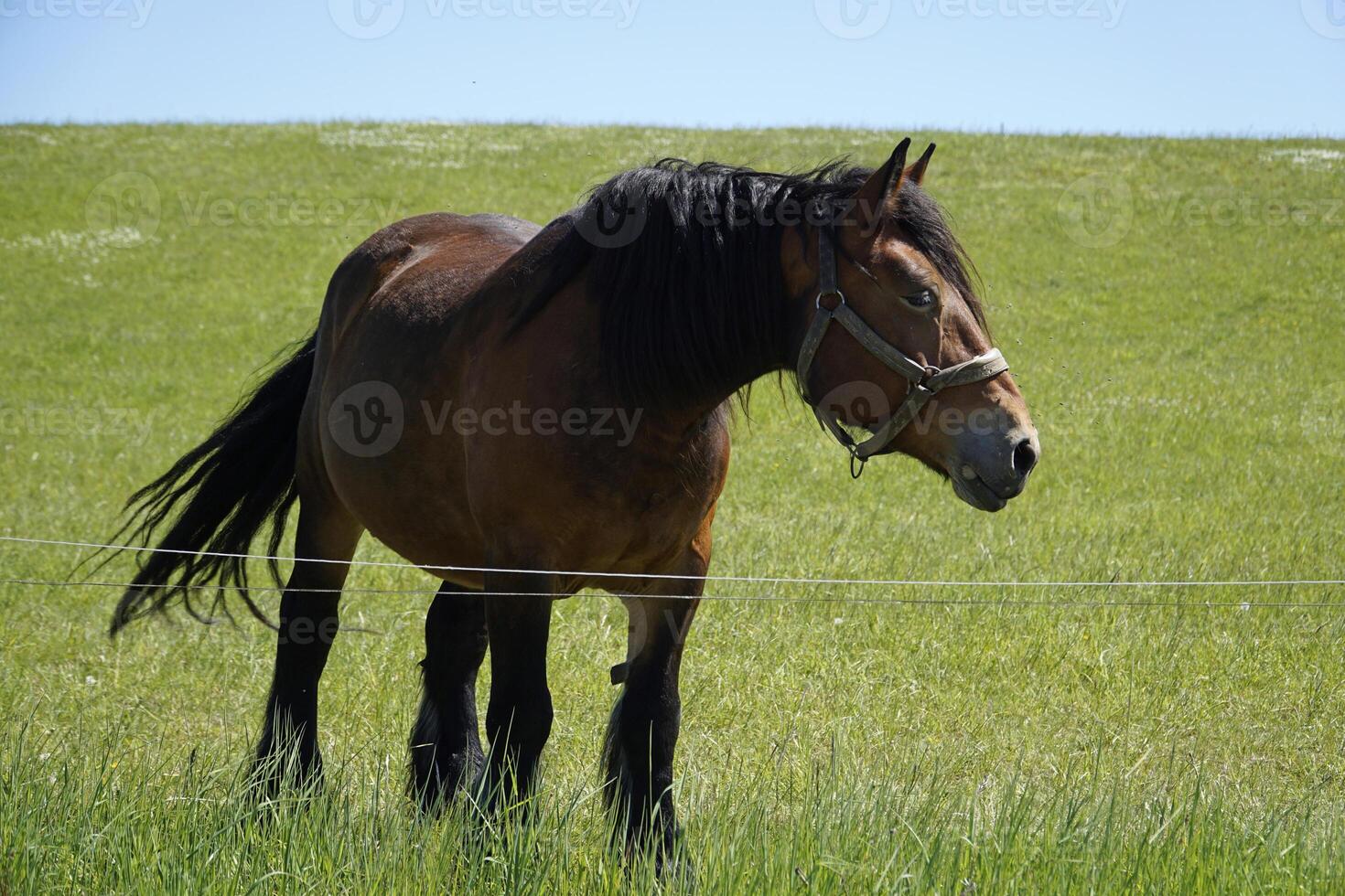 Brown Horse Standing on a Pasture photo