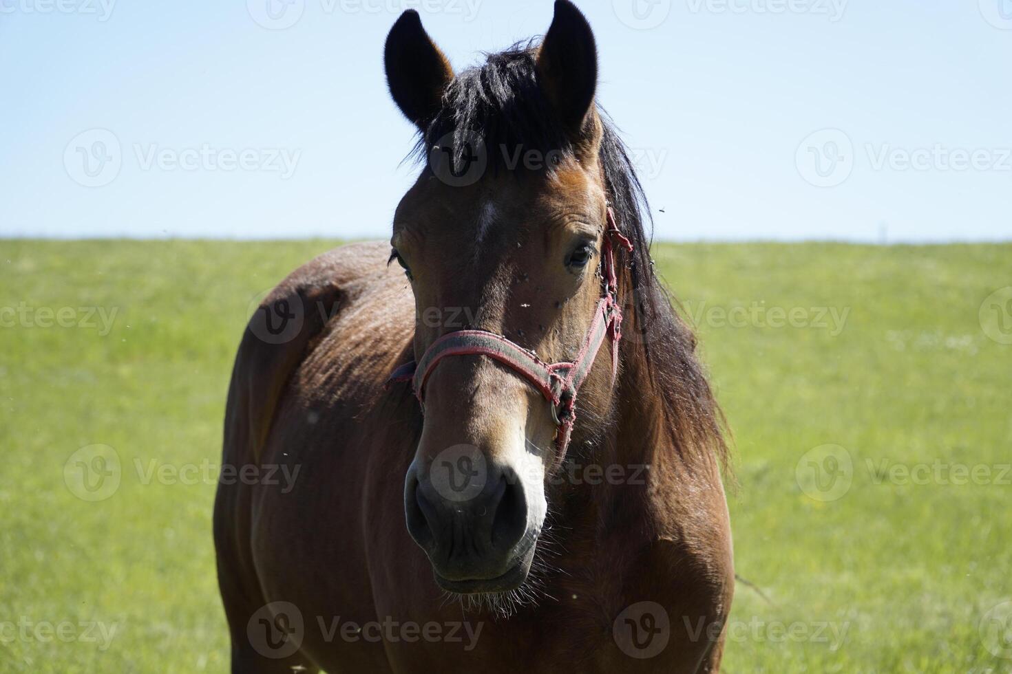Horse - Close-up on Head, Field in Background photo