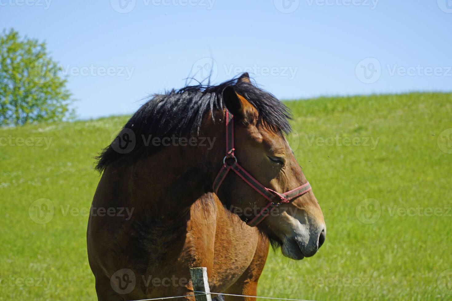 Horse - Close-up on Head, Grass in Background photo