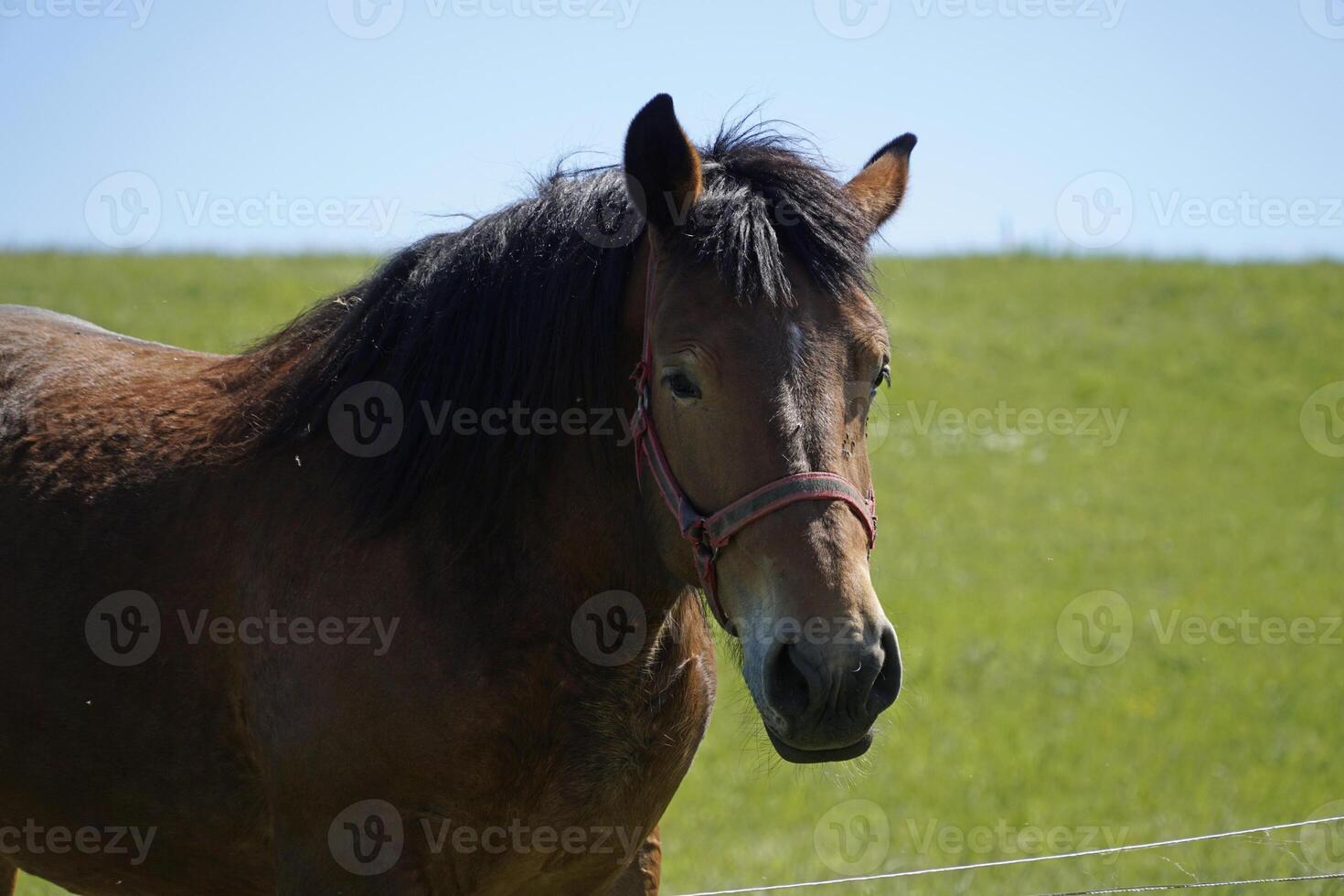 Horse - Cose-up on Head, Field in Background photo