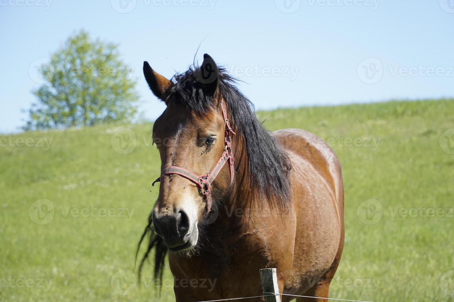 Horse - Close-up on Head, Field in Background photo