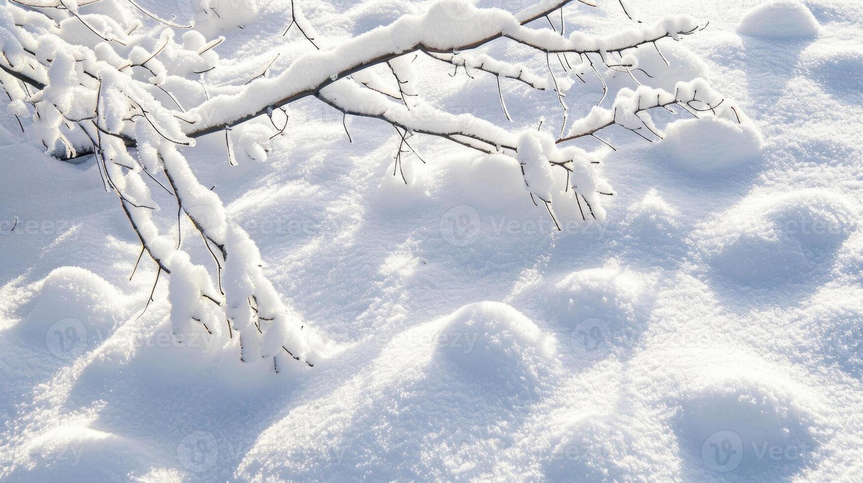A soft blanket of snow covering tree branches creating a bumpy and layered texture as the snow melts and refreezes photo