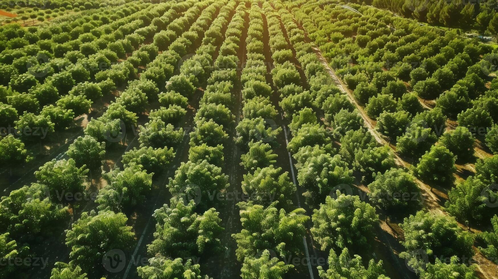 An overhead view of a vast orchard filled with rows upon rows of different fruit trees each bearing their own unique fruits to be picked photo
