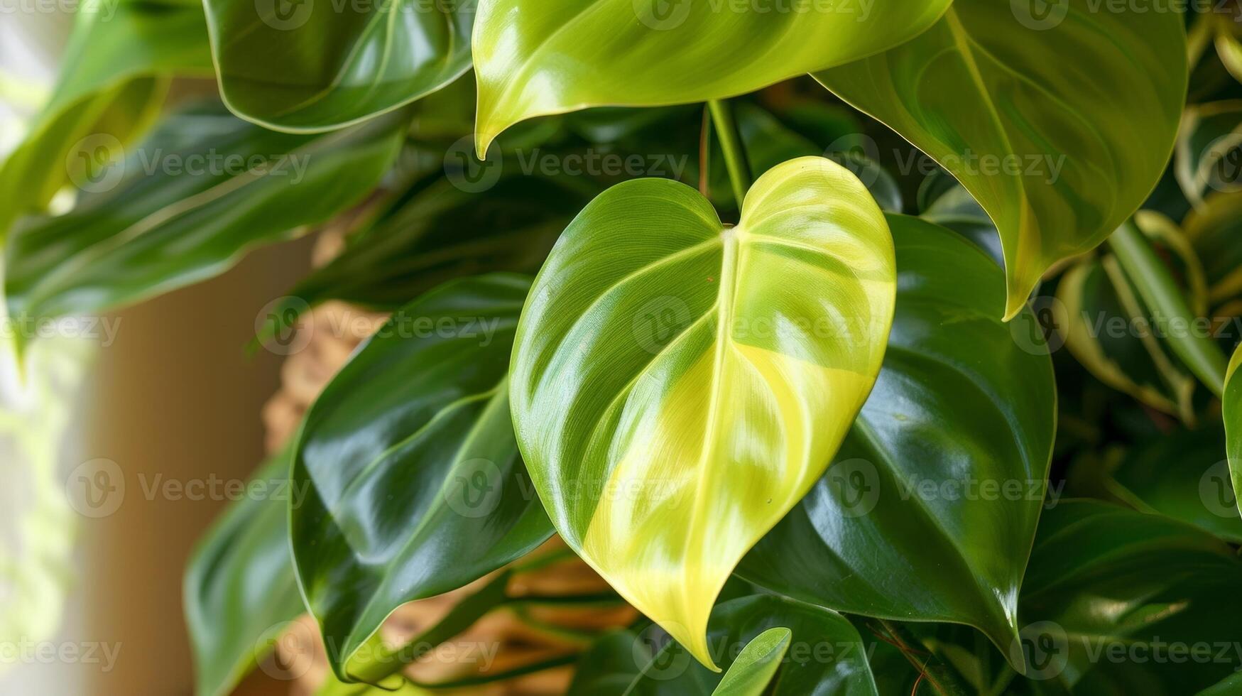 A hardy Philodendron its large glossy leaves removing pollutants like formaldehyde from the air photo