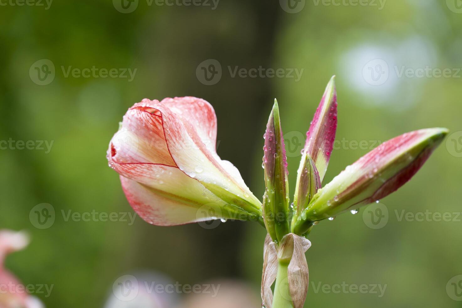 Amaryllis isolated on background. Spring and wonderful natural flowers photo