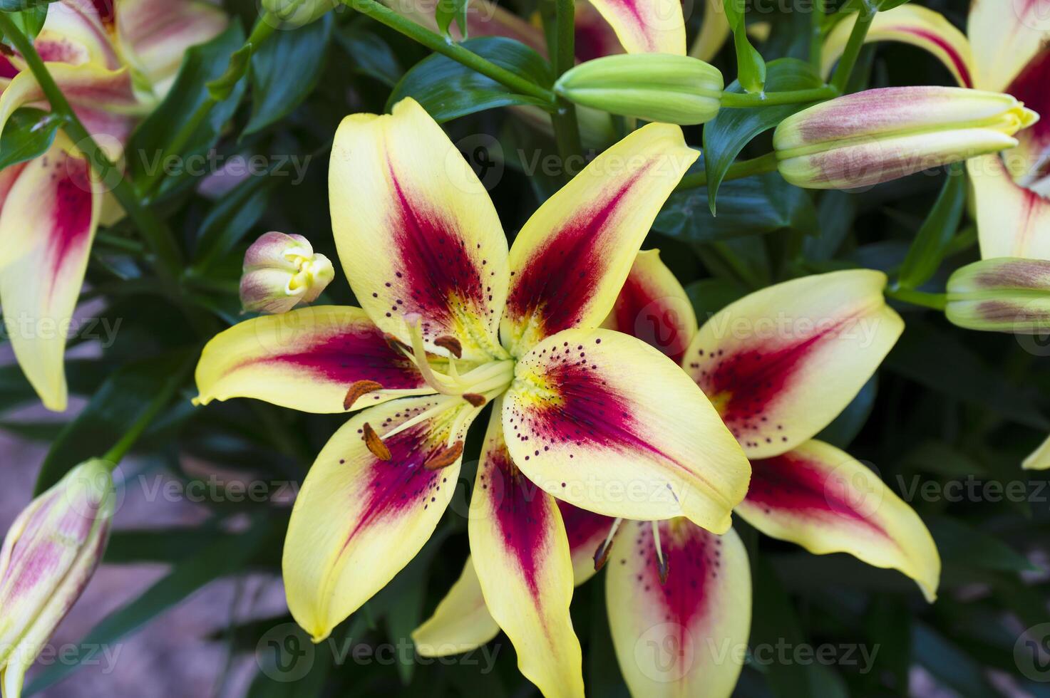 Amaryllis isolated on background. Spring and wonderful natural flowers photo