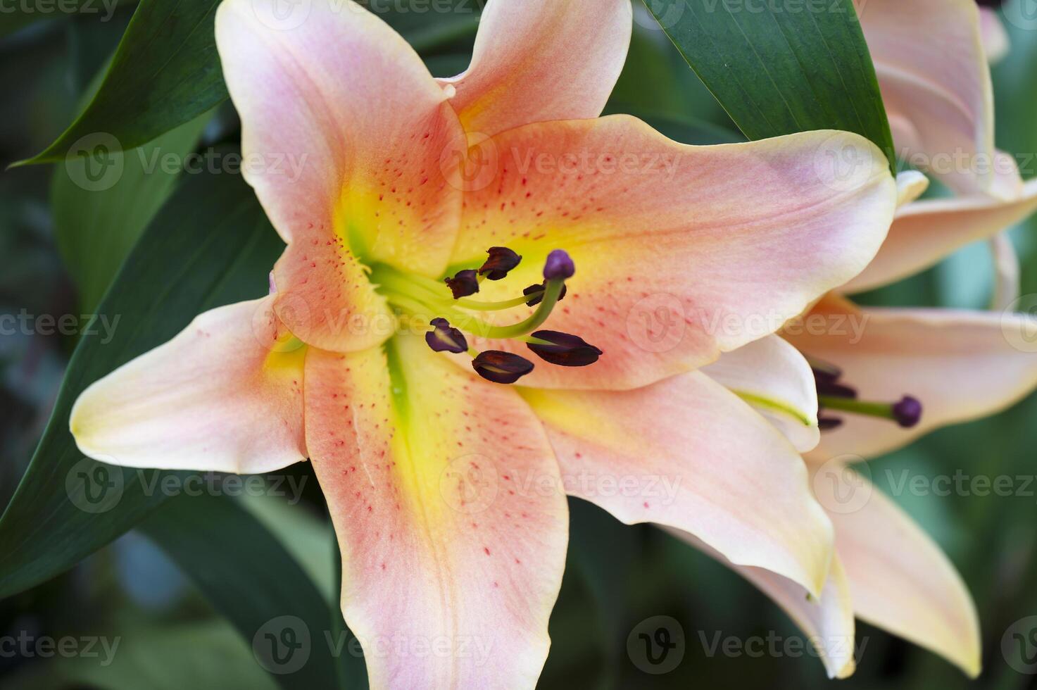 Amaryllis isolated on background. Spring and wonderful natural flowers photo