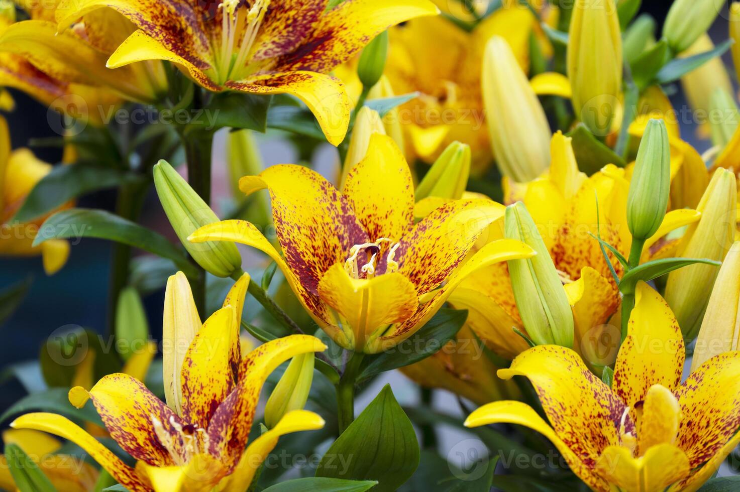 Amaryllis isolated on background. Spring and wonderful natural flowers photo