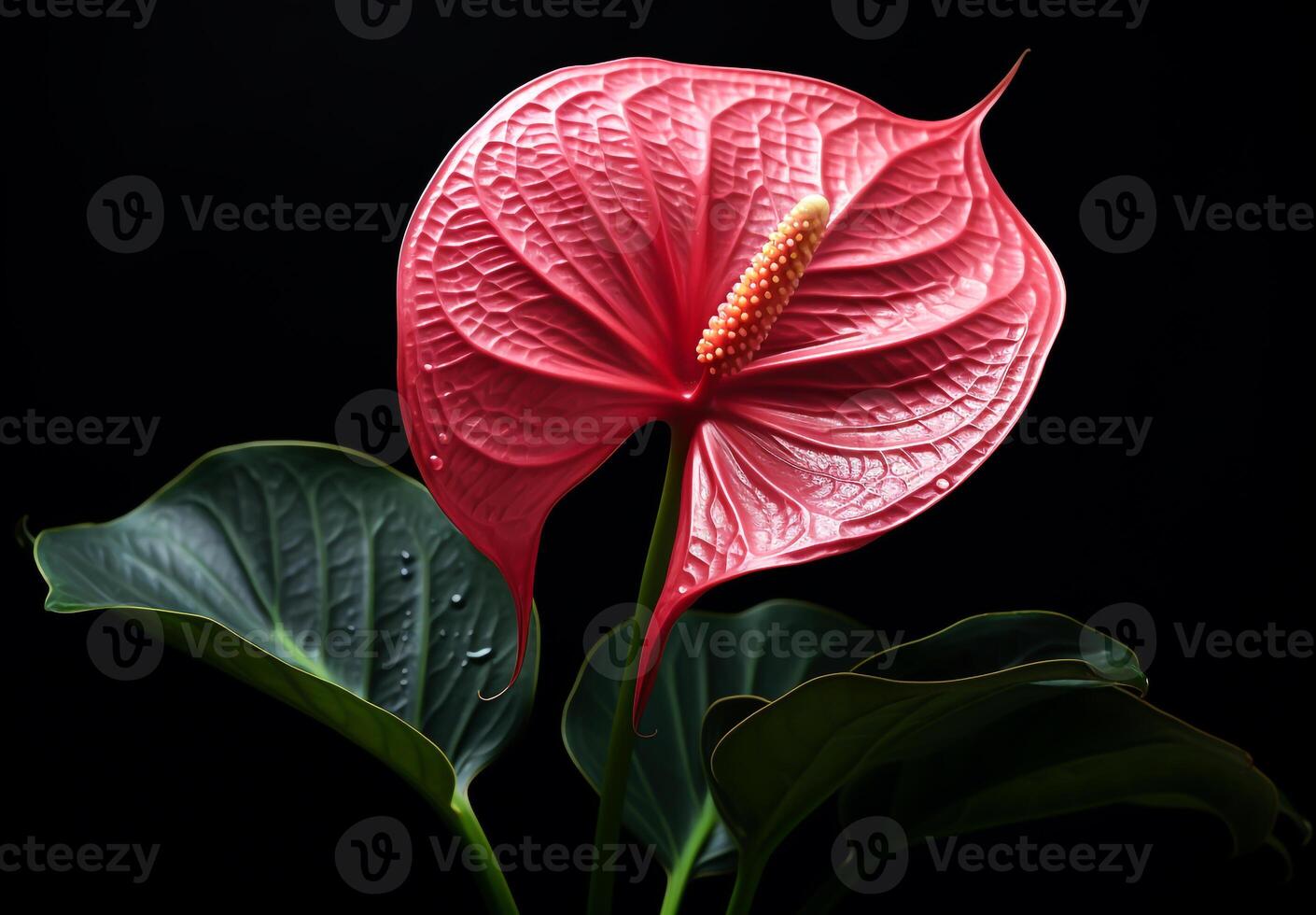 Anthurium isolated on dark background. Spring and tropical flowers photo