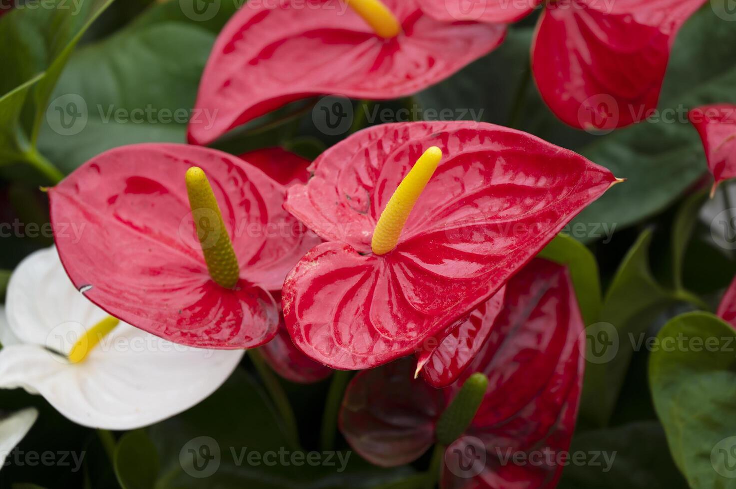 Anthurium isolated on background. Spring and tropical flowers photo