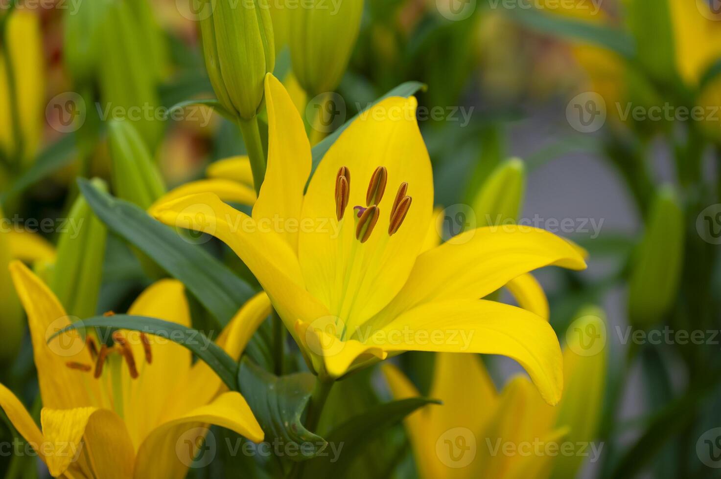 Amaryllis isolated on background. Spring and wonderful natural flowers photo