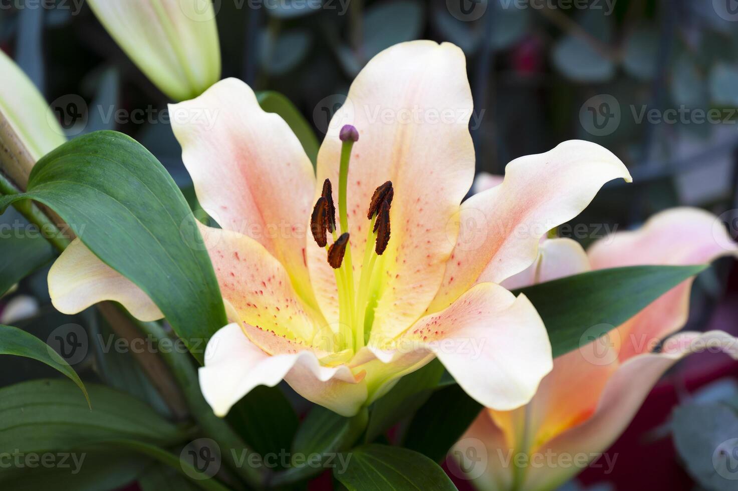 Amaryllis isolated on background. Spring and wonderful natural flowers photo